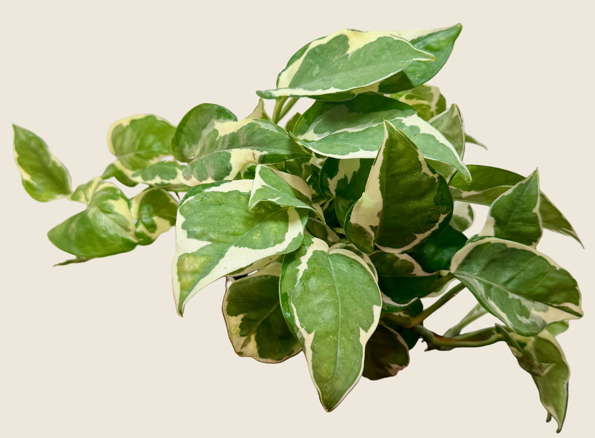 Pothos ‘N’Joy’ – 4-inch – Exact Plant (#0075)