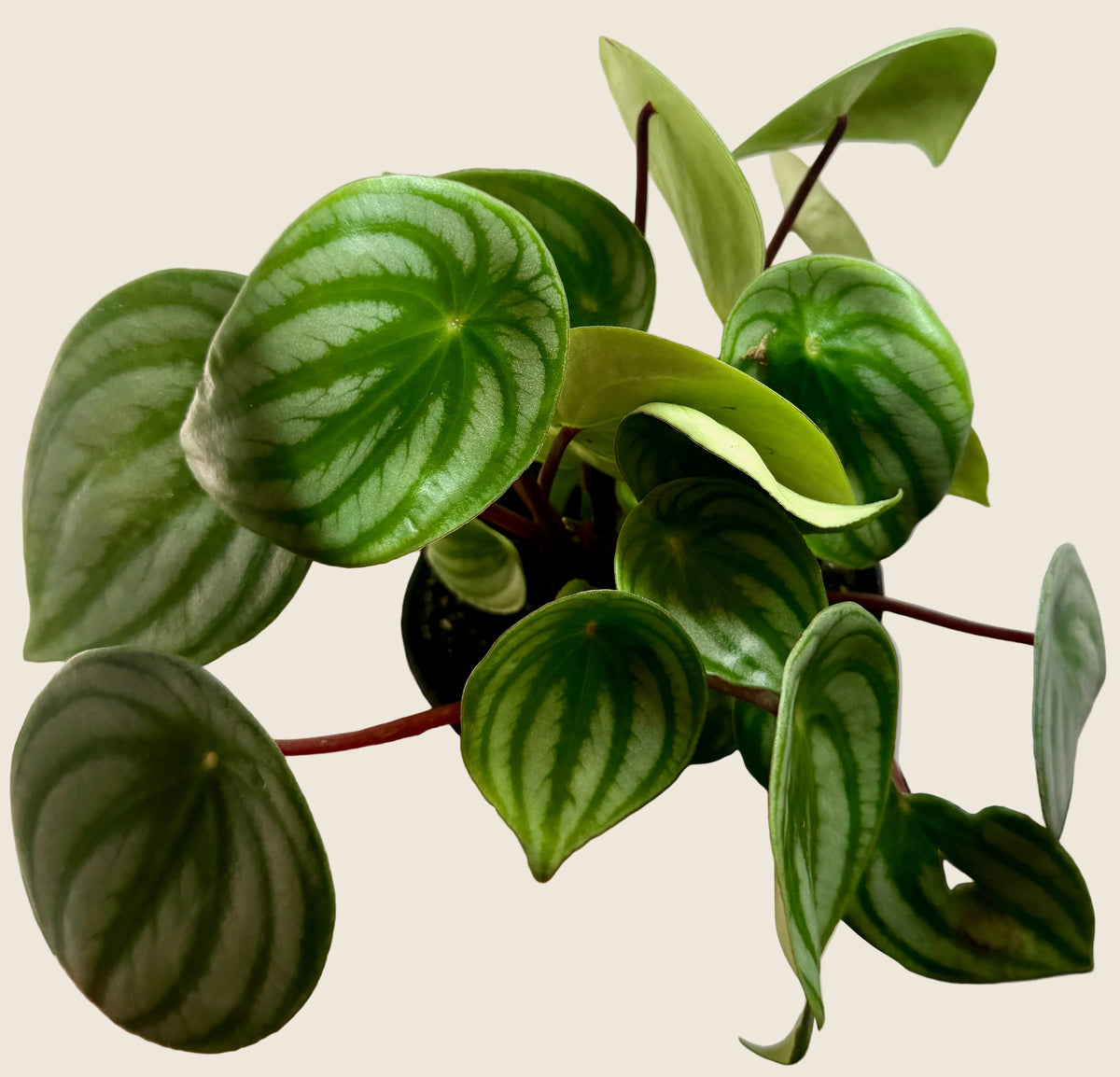Watermelon Peperomia – 4-inch – Exact Plant (#0069)