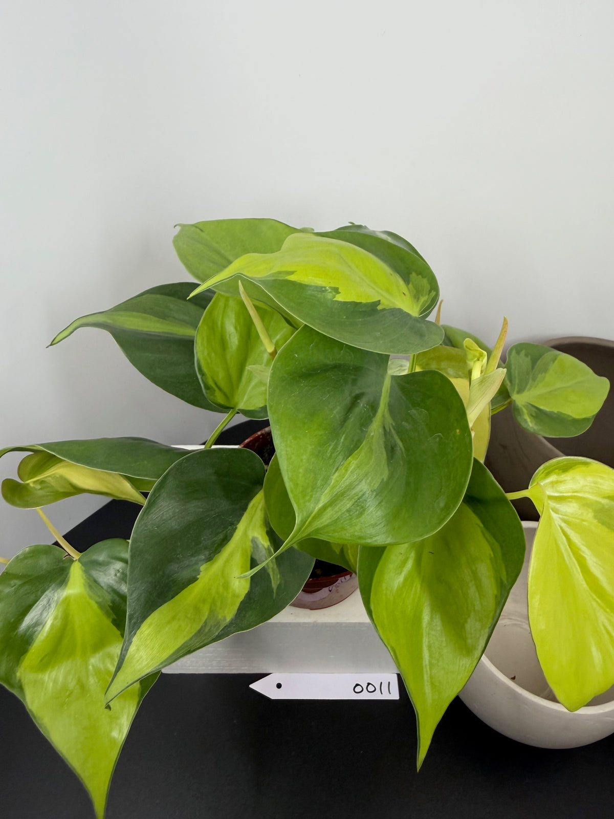 Philodendron ‘Brasil’ – 4"