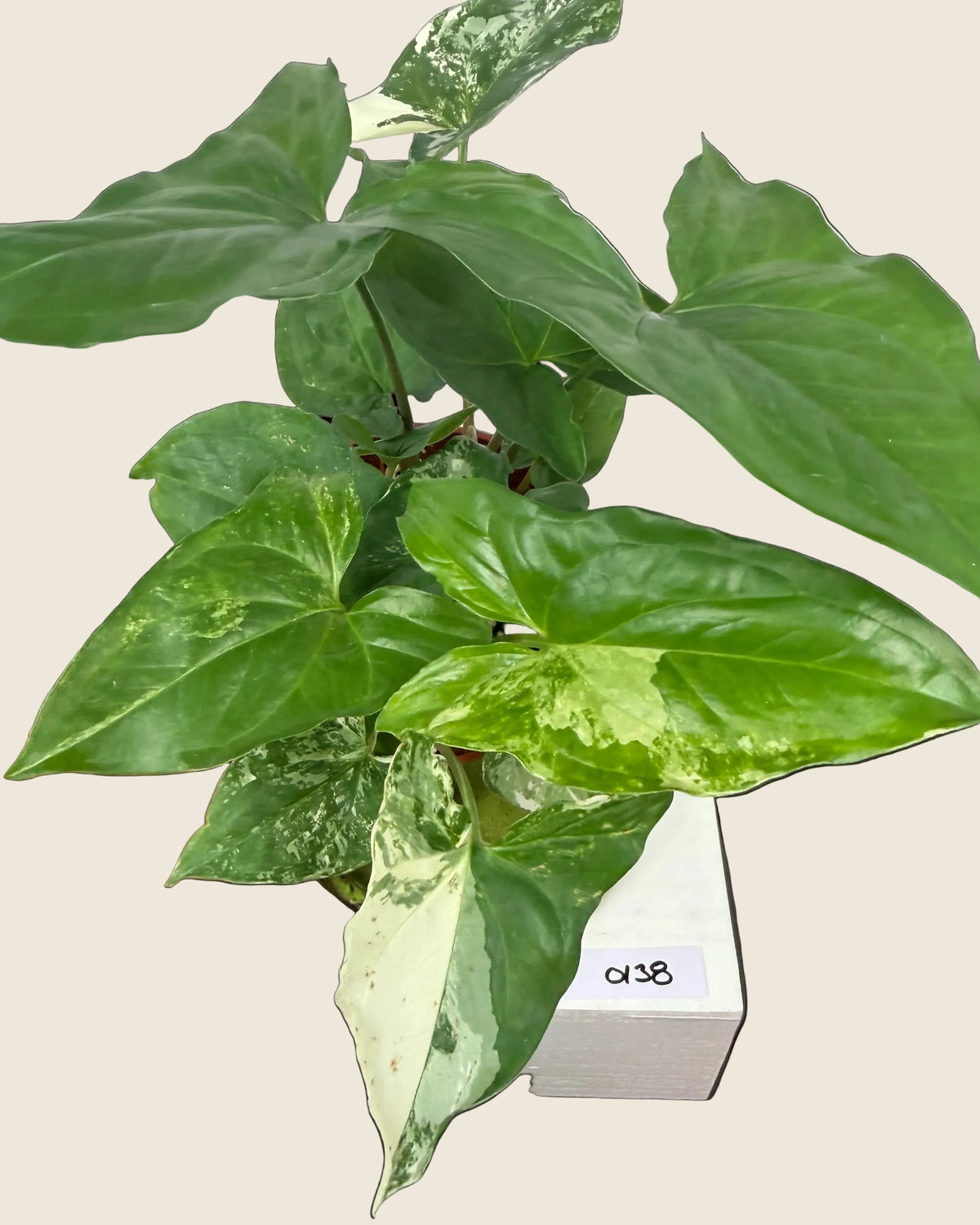 Syngonium Albo – 4"