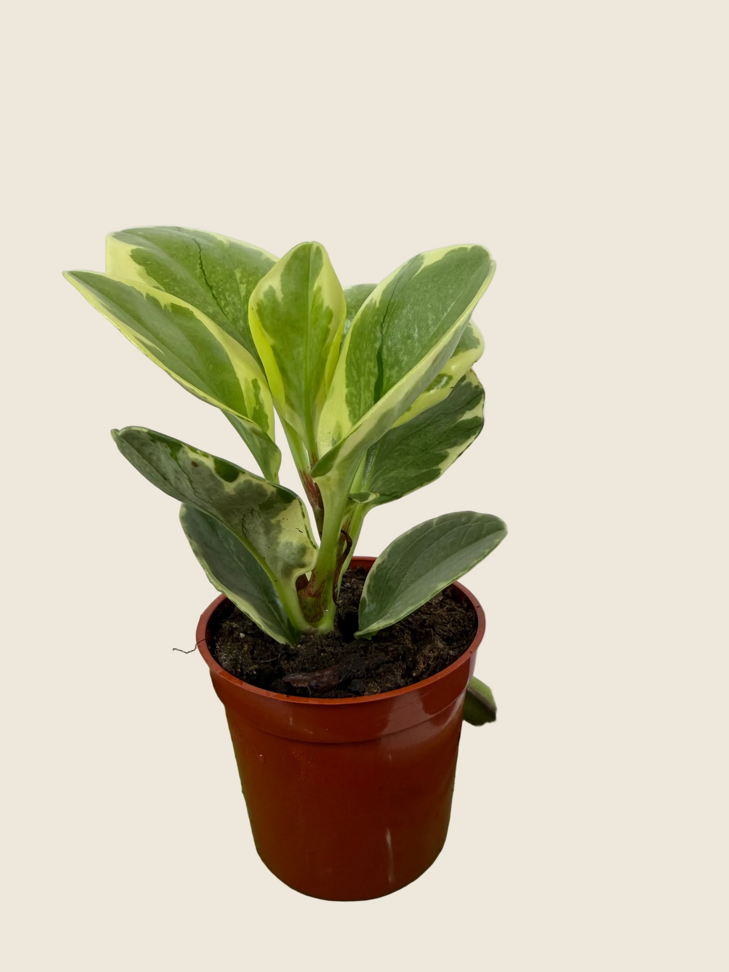 Peperomia obtusifolia ‘Variegata’ – 2.5-inch – Exact Plant (#0048)