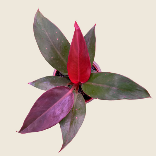 Philodendron ‘Red Cherry’ – 4-inch – Exact Plant (#0040)