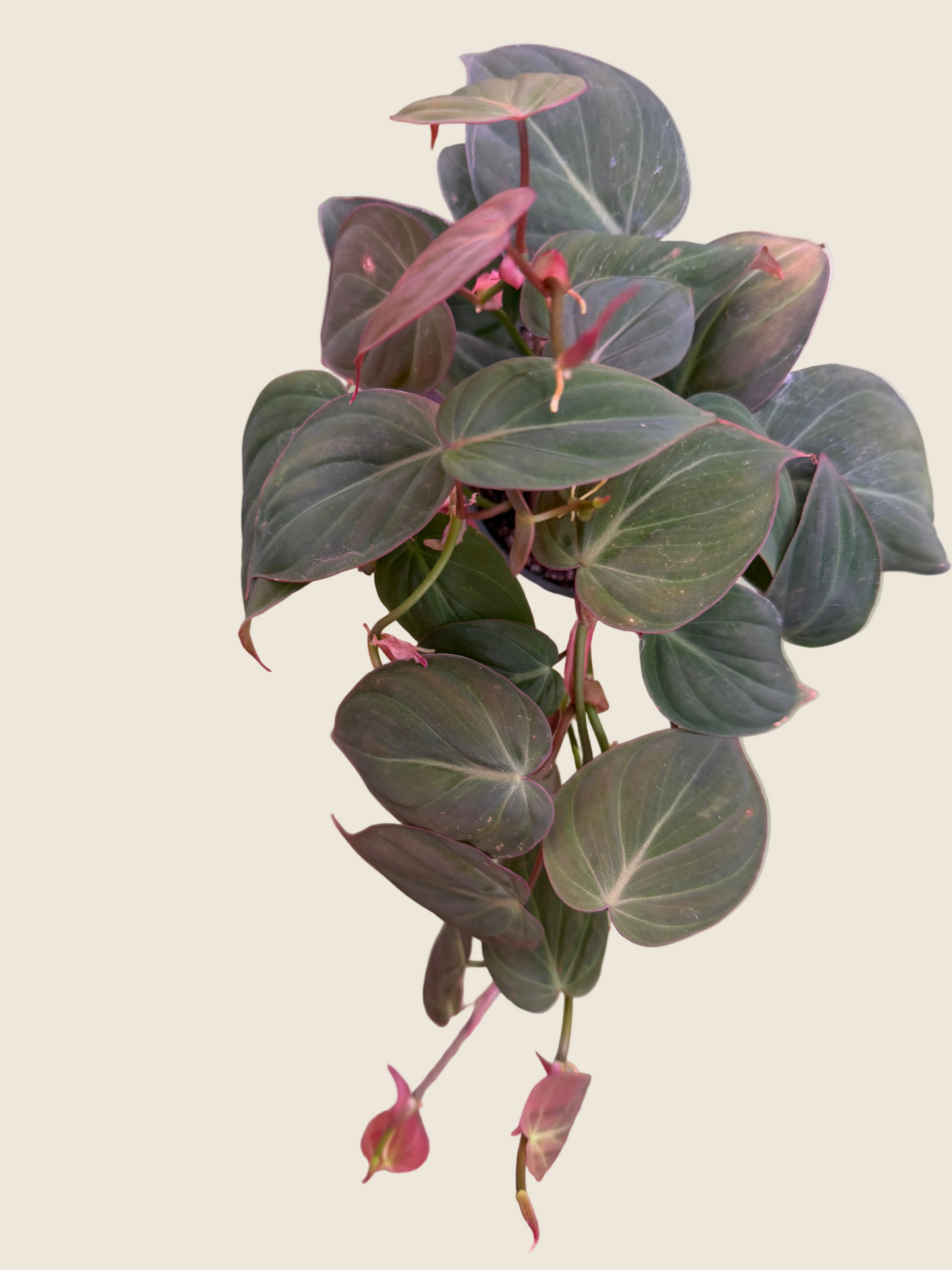 Philodendron ‘Micans’ – 4-inch – Exact Plant (#0012)