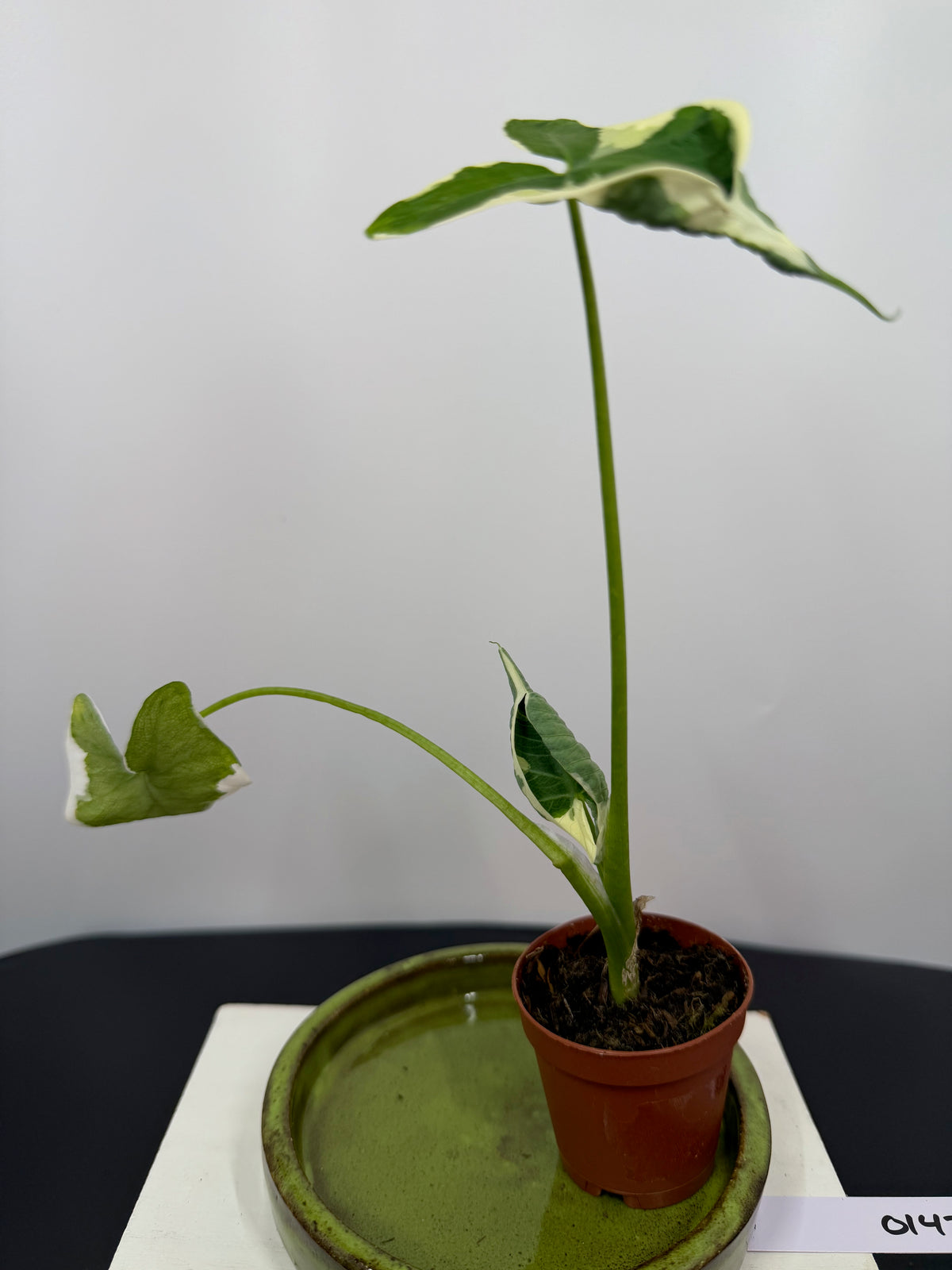 Variegated Alocasia ‘Stingray’