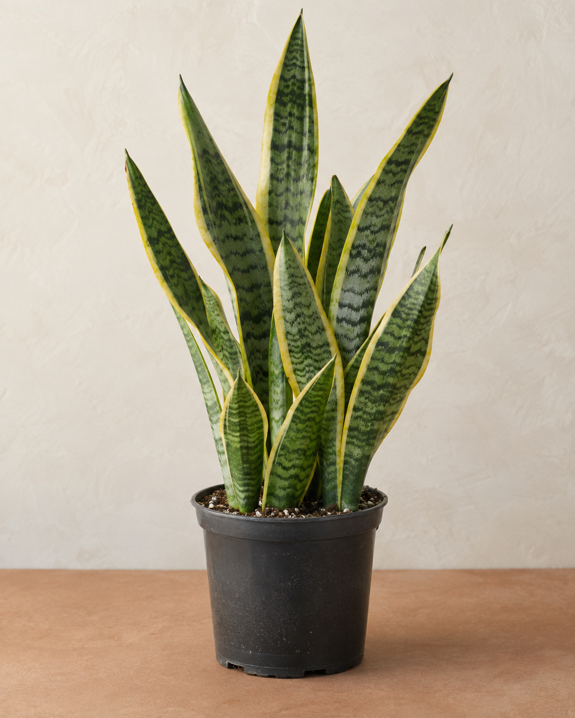 Snake Plant ‘Laurentii’ – 6-inch