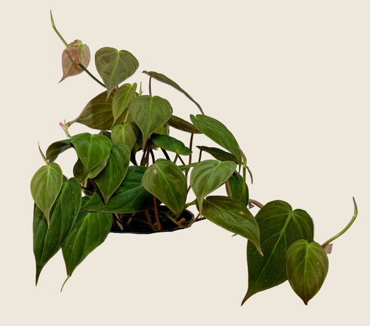 Philodendron ‘Micans’ – 4-inch – Exact Plant (#0012)