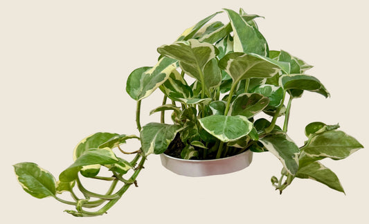 Pothos ‘N’Joy’ – 4-inch – Exact Plant (#0075)