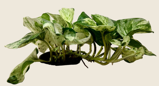 Pothos ‘Manjula Happy Leaf’ – 4-inch – Exact Plant (#0022)