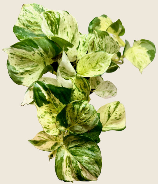 Pothos ‘Manjula Happy Leaf’ – 4-inch – Exact Plant (#0022)