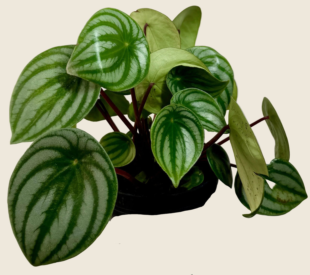 Watermelon Peperomia – 4-inch – Exact Plant (#0069)
