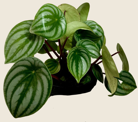 Watermelon Peperomia – 4-inch – Exact Plant (#0069)