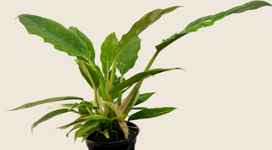 Philodendron ‘Ring of Fire’ – 4-inch – Exact Plant (#0157)