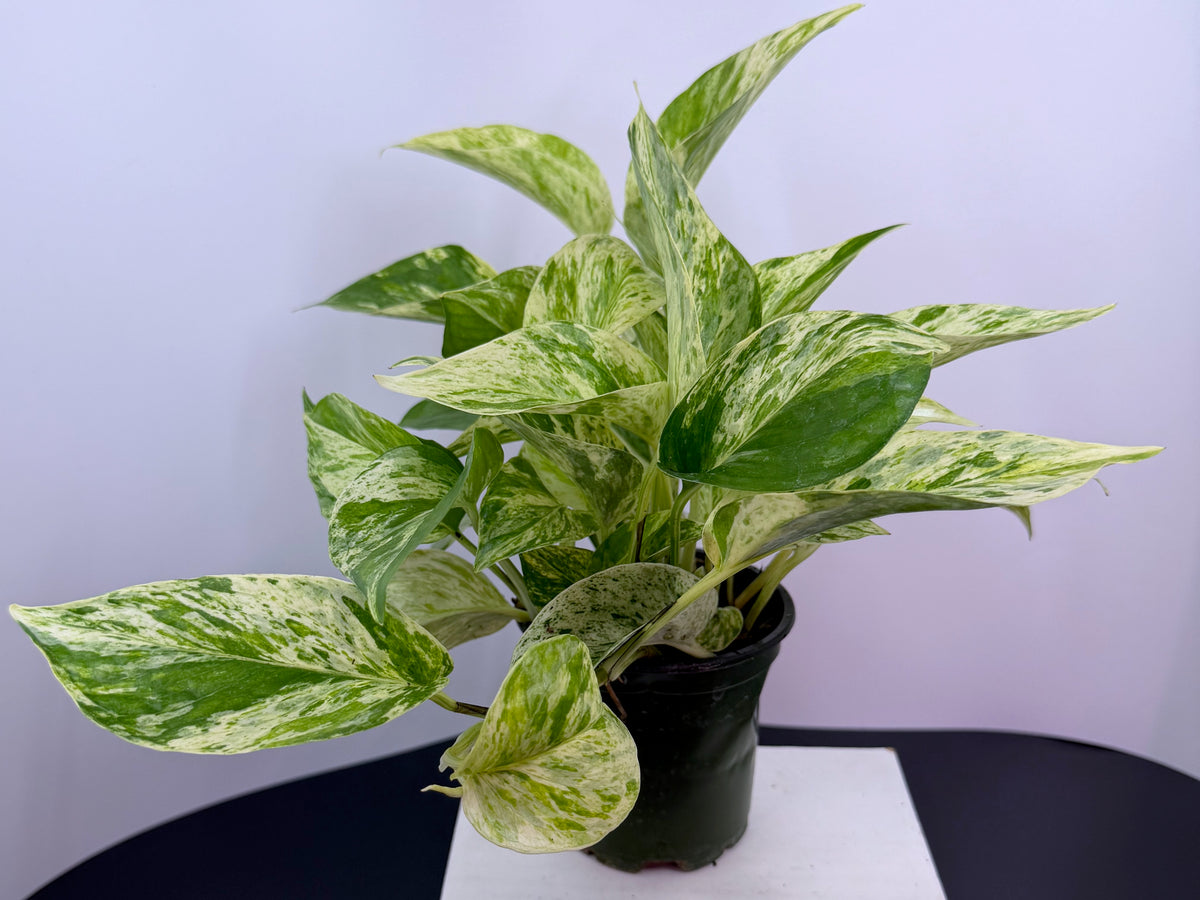 Marble Queen Pothos – 4"