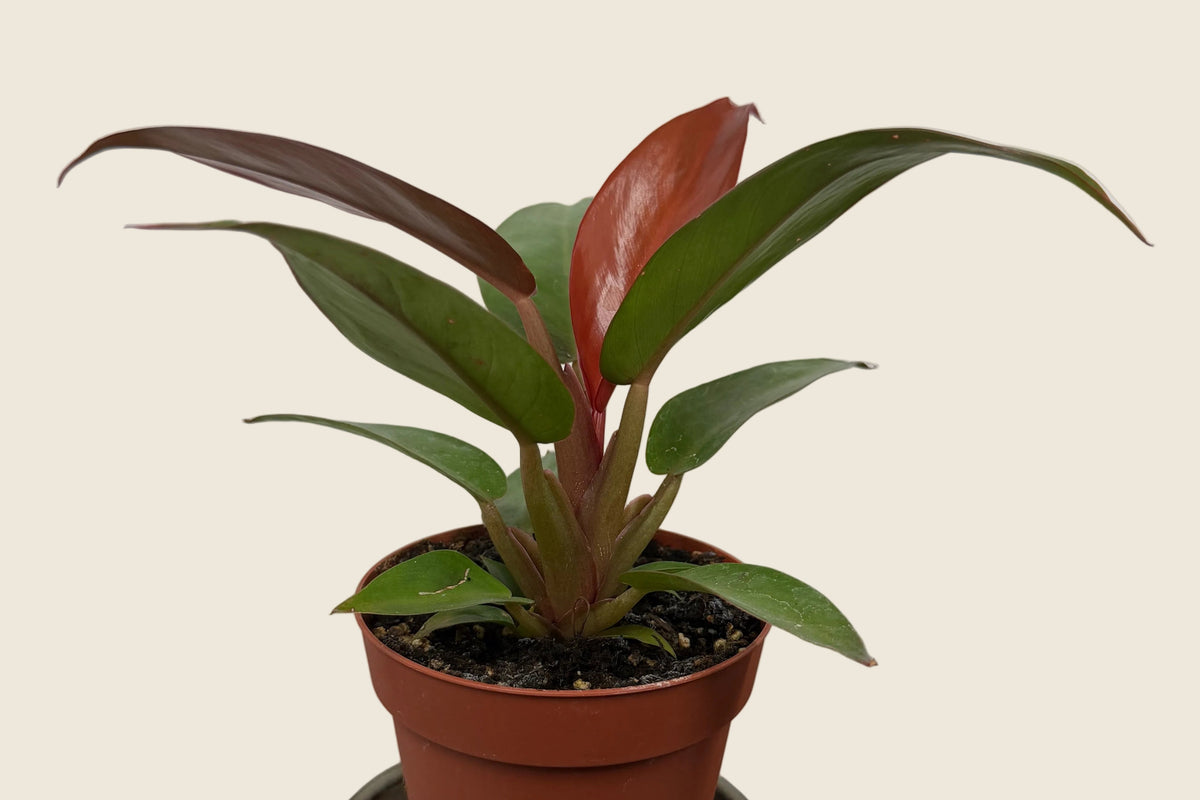 Philodendron ‘Red Cherry’ – 4-inch – Exact Plant (#0040)
