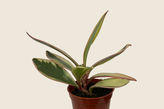Peperomia clusiifolia ‘Ginny’ – 2.5-inch – Exact Plant #0049)