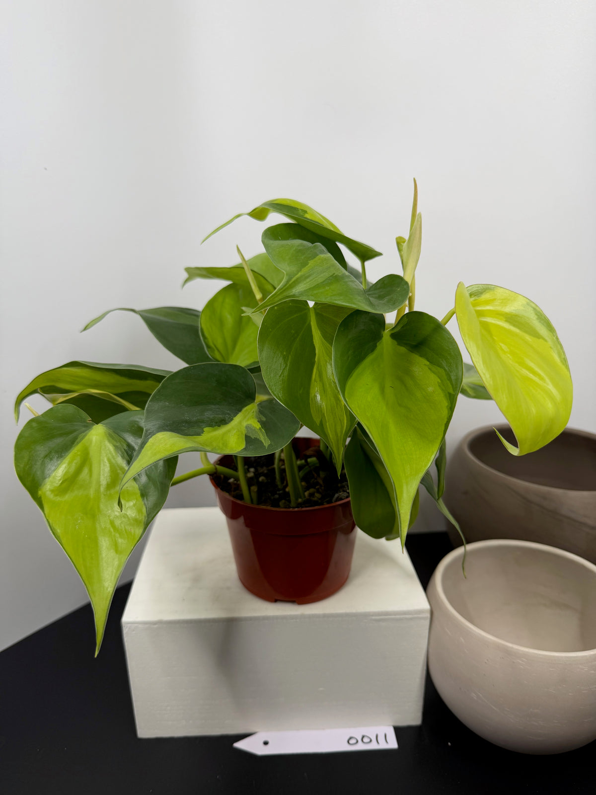 Representative Philodendron ‘Brasil’ – 4-inch in a nursery pot