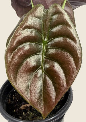 Alocasia cuprea – 4-inch – Exact Plant (#0129)