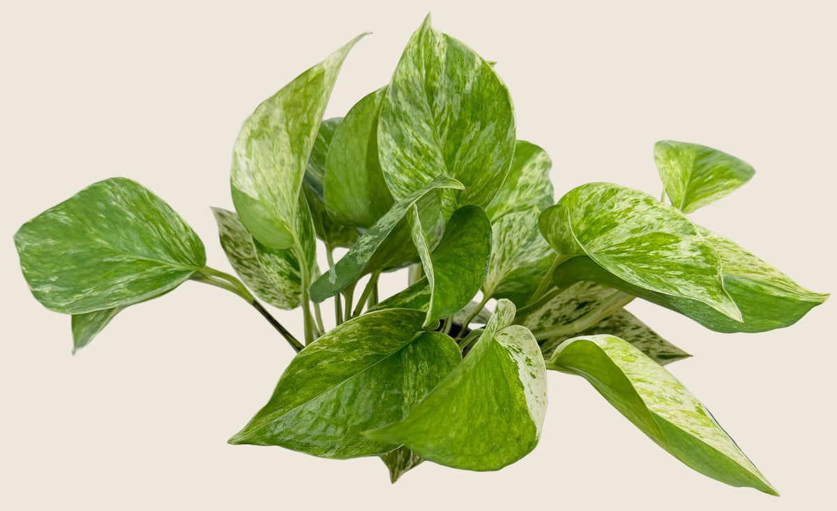 Marble Queen Pothos – 4-inch – Exact Plant (#0130)