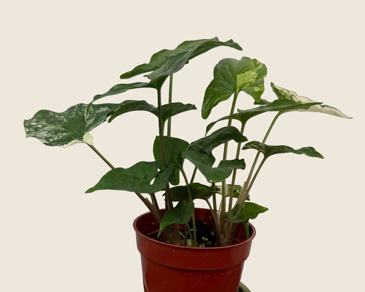 Syngonium Albo – 4"