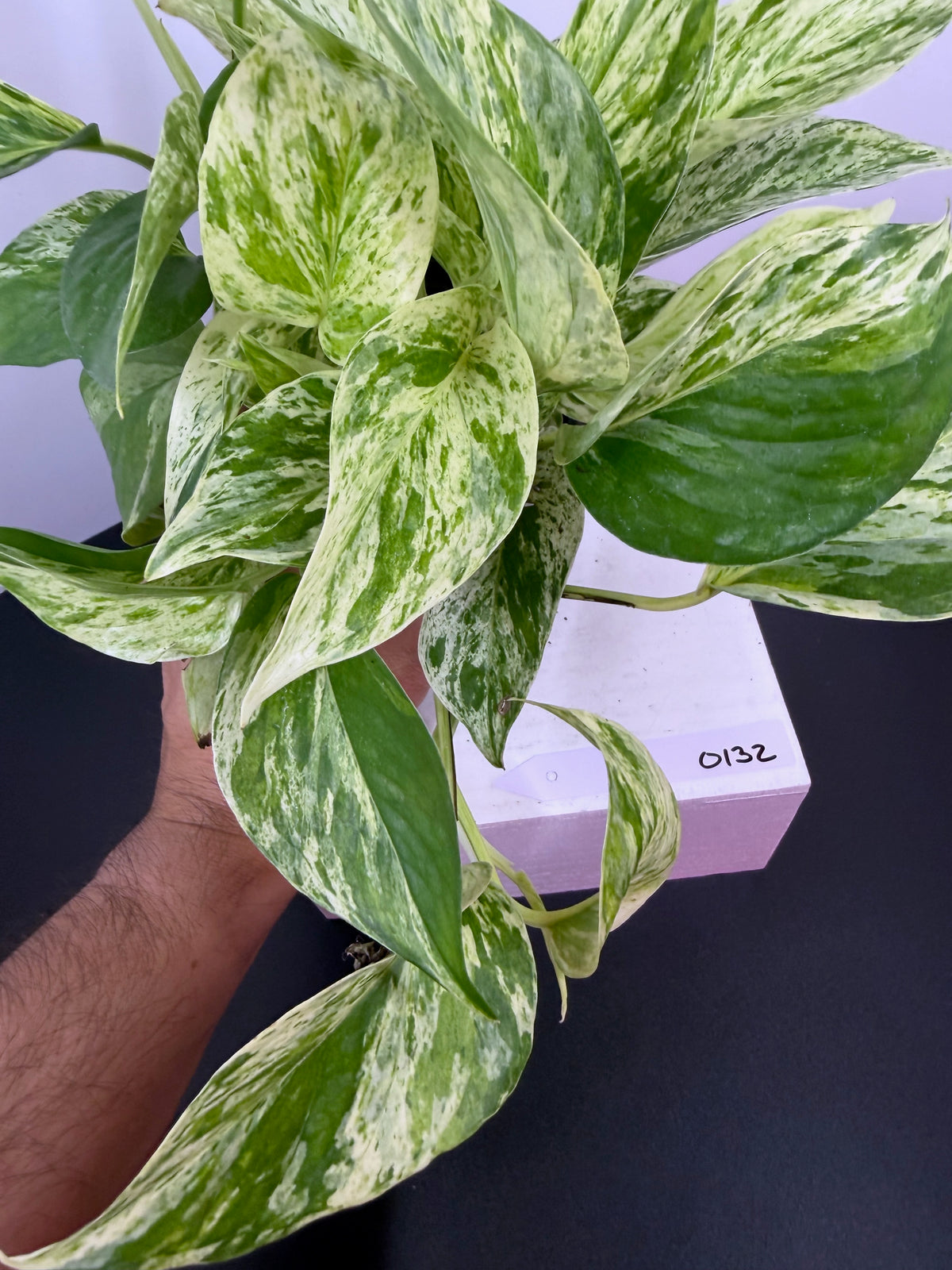 Marble Queen Pothos – 4"