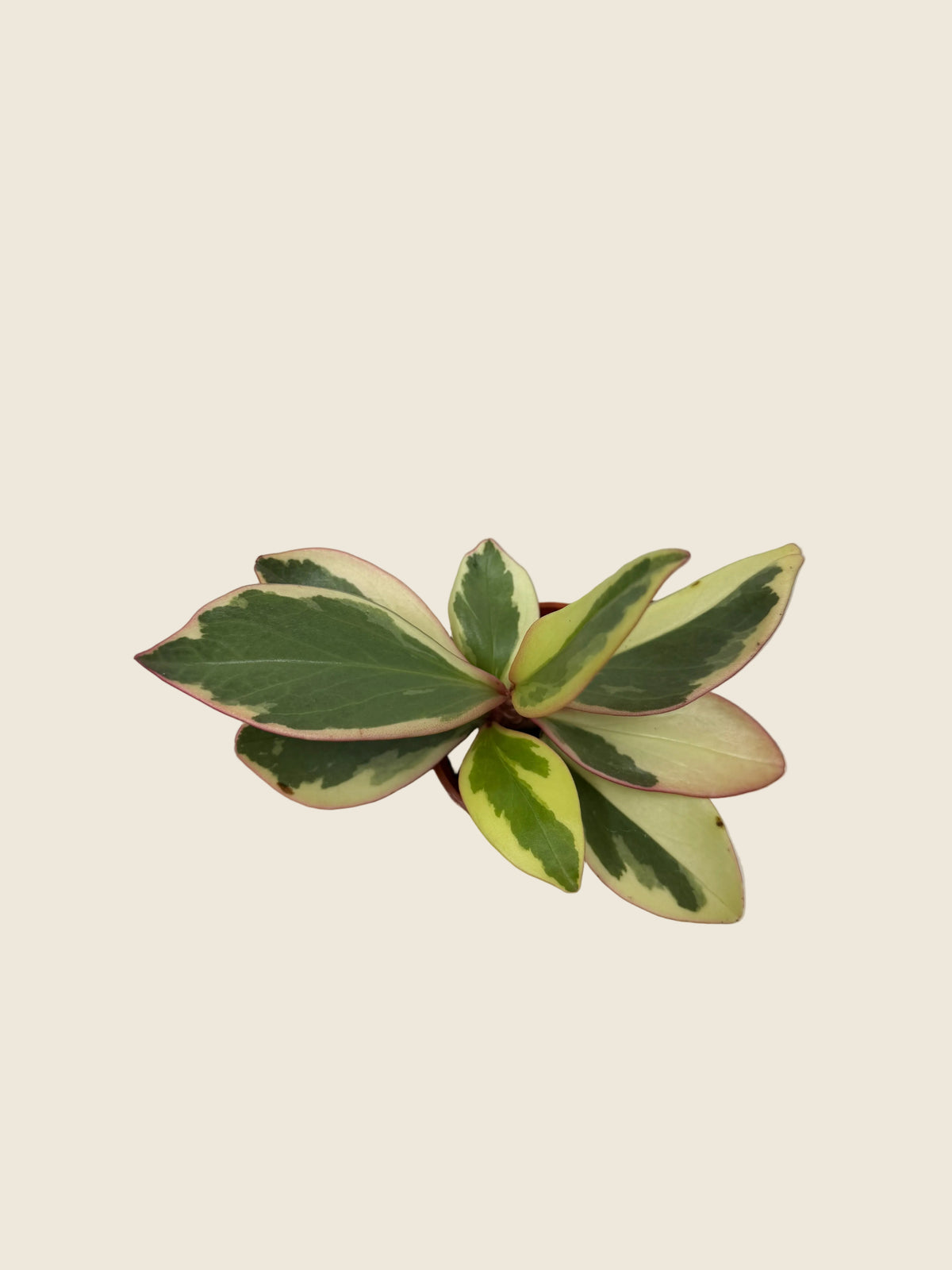 Peperomia clusiifolia ‘Ginny’ – 2.5-inch – Exact Plant #0049)