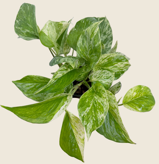 Marble Queen Pothos – 4-inch – Exact Plant (#0130)