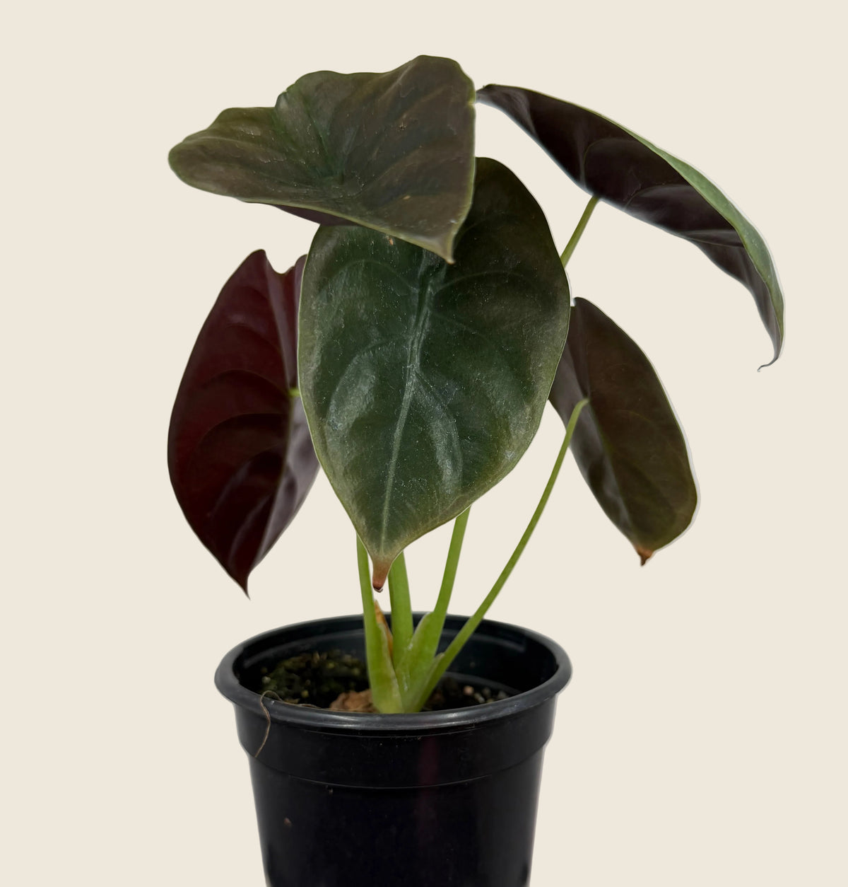 Alocasia cuprea – 4-inch – Exact Plant (#0129)