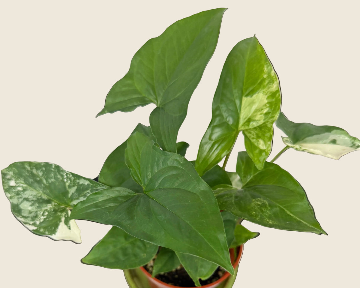 Syngonium Albo – 4"