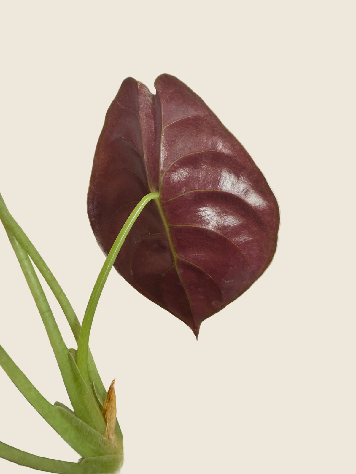 Alocasia cuprea – 4-inch – Exact Plant (#0129)
