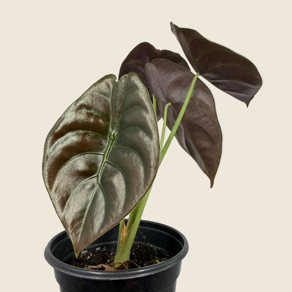 Alocasia cuprea – 4-inch – Exact Plant (#0129)