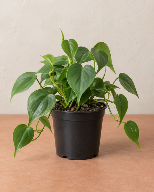 Heartleaf Philodendron – 4-inch