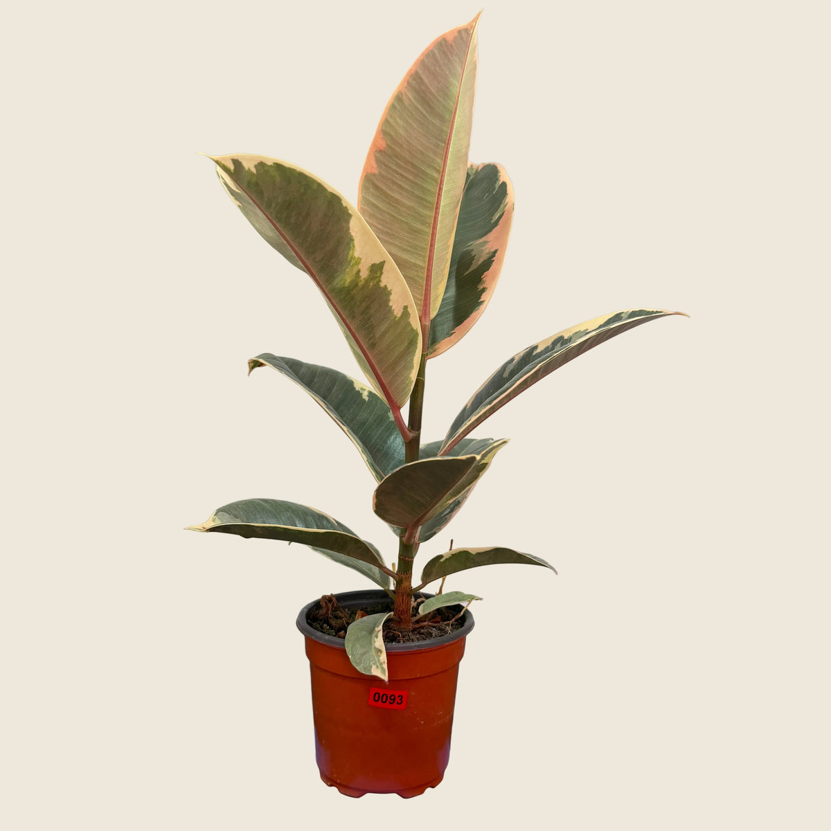 Ficus Elastica ‘Tineke’ – 4"