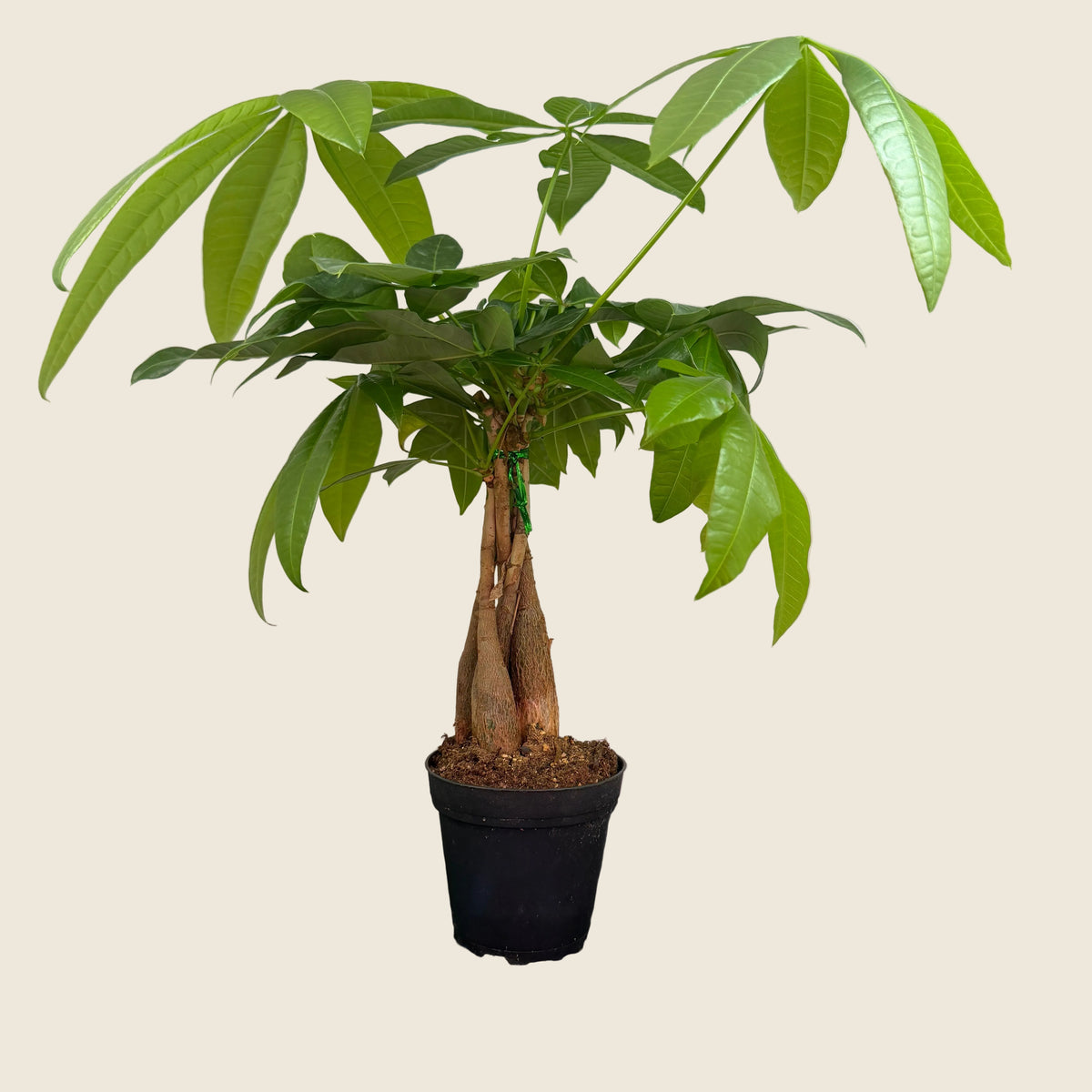 Money Tree – 4"