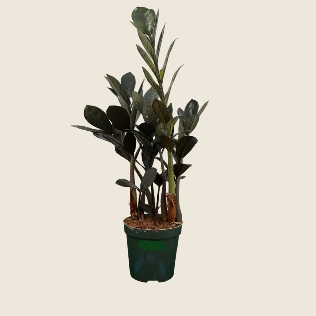 ZZ Plant ‘Raven’ – 4-inch
