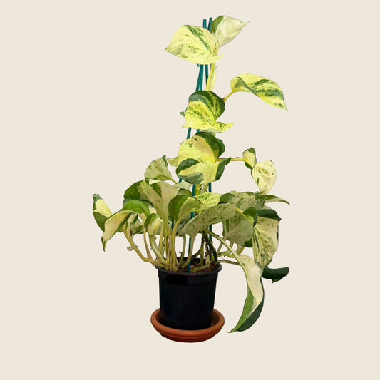 Happy Leaf - Manjula Pothos