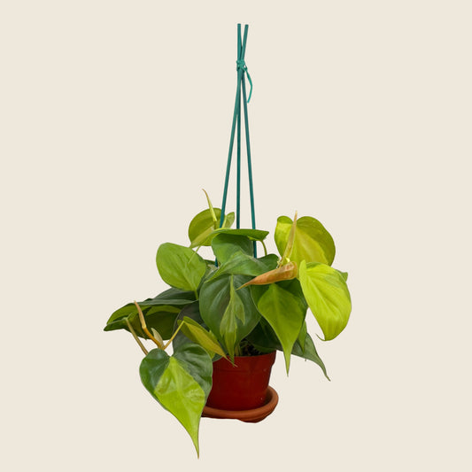 Philodendron ‘Brasil’ – 4"