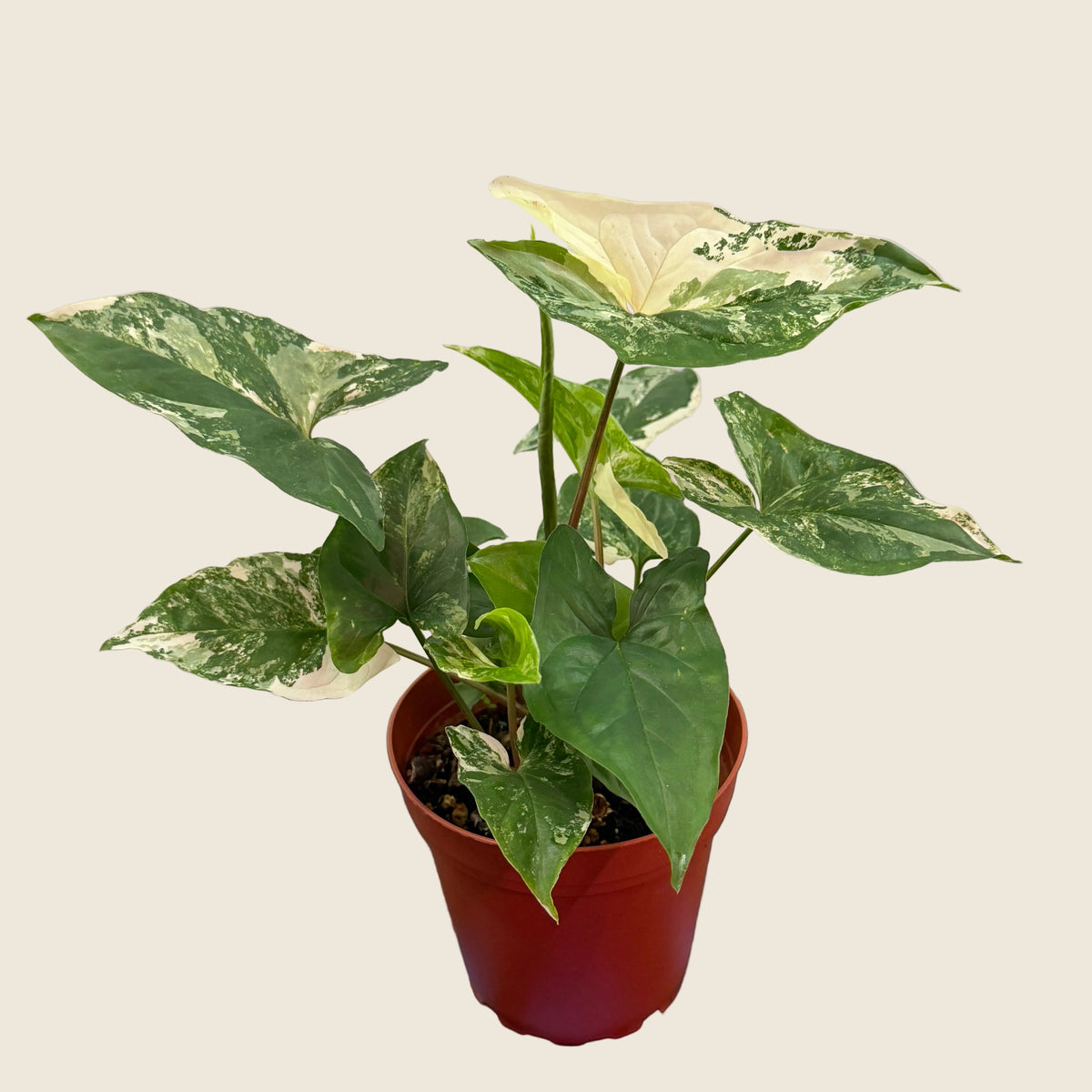 Syngonium Albo – 4"
