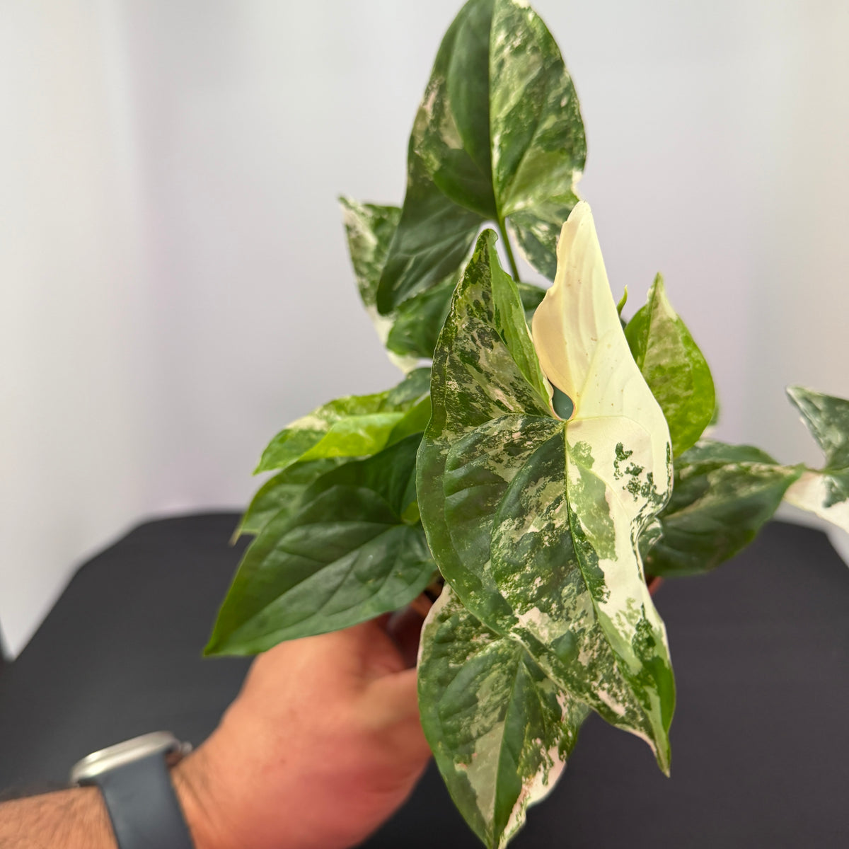 Syngonium Albo – 4"