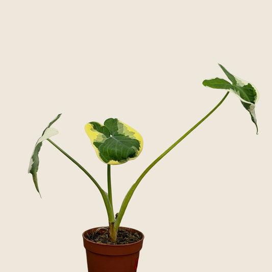 Variegated Alocasia ‘Stingray’