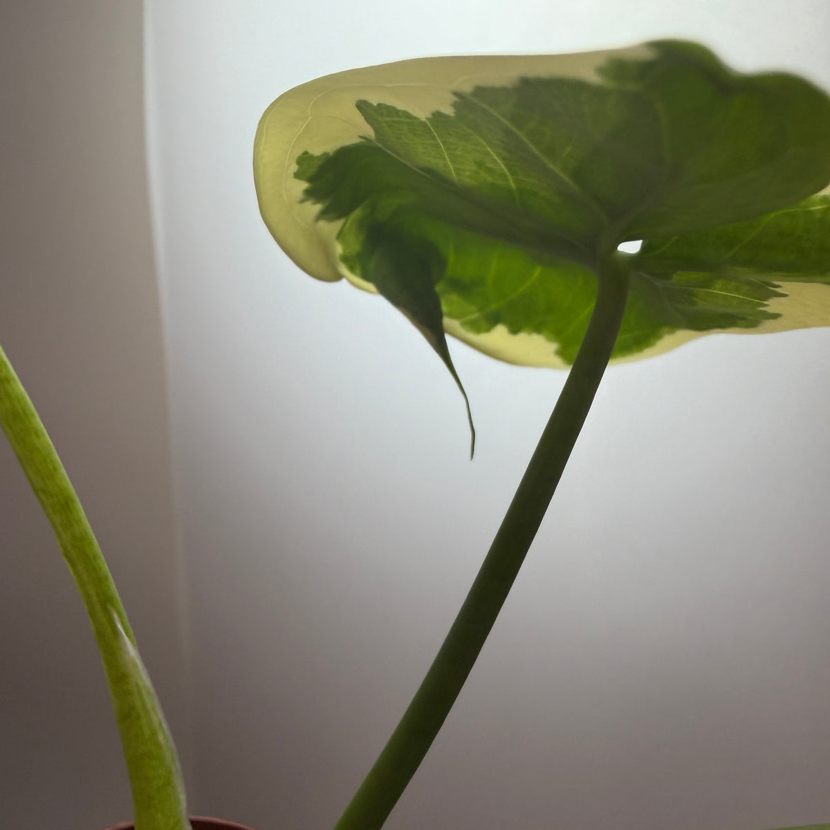 Variegated Alocasia ‘Stingray’