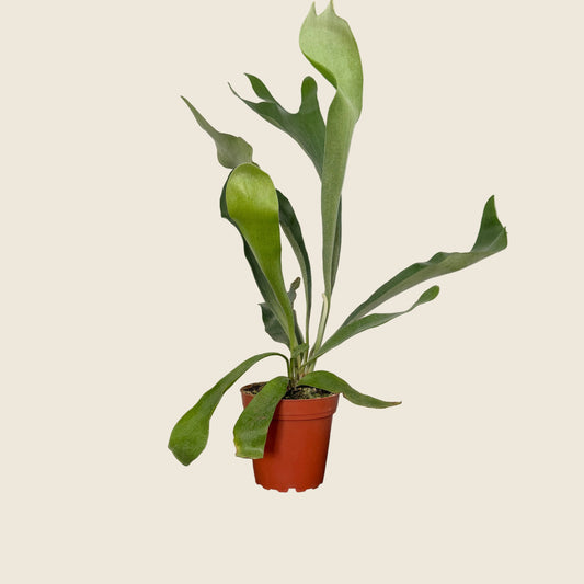 Staghorn Fern – 4"