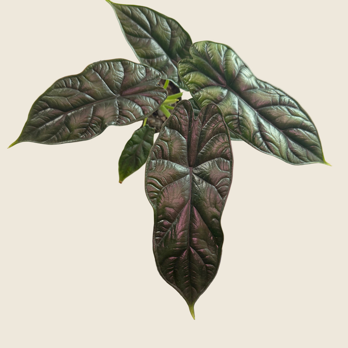 Alocasia ‘Dragon Scale’