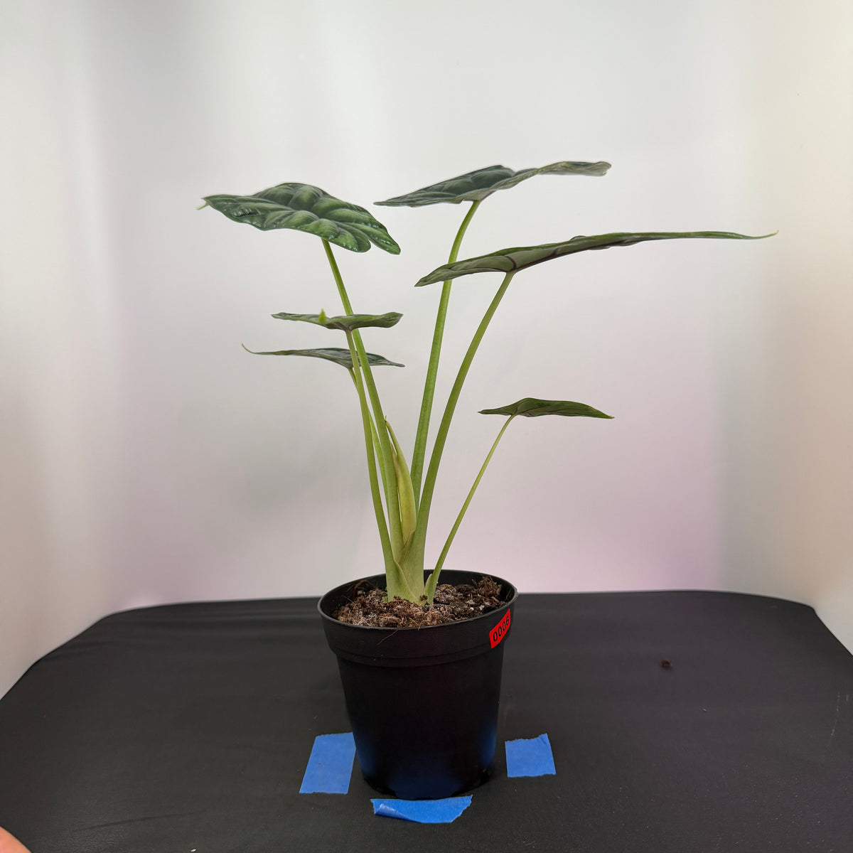 Alocasia ‘Dragon Scale’
