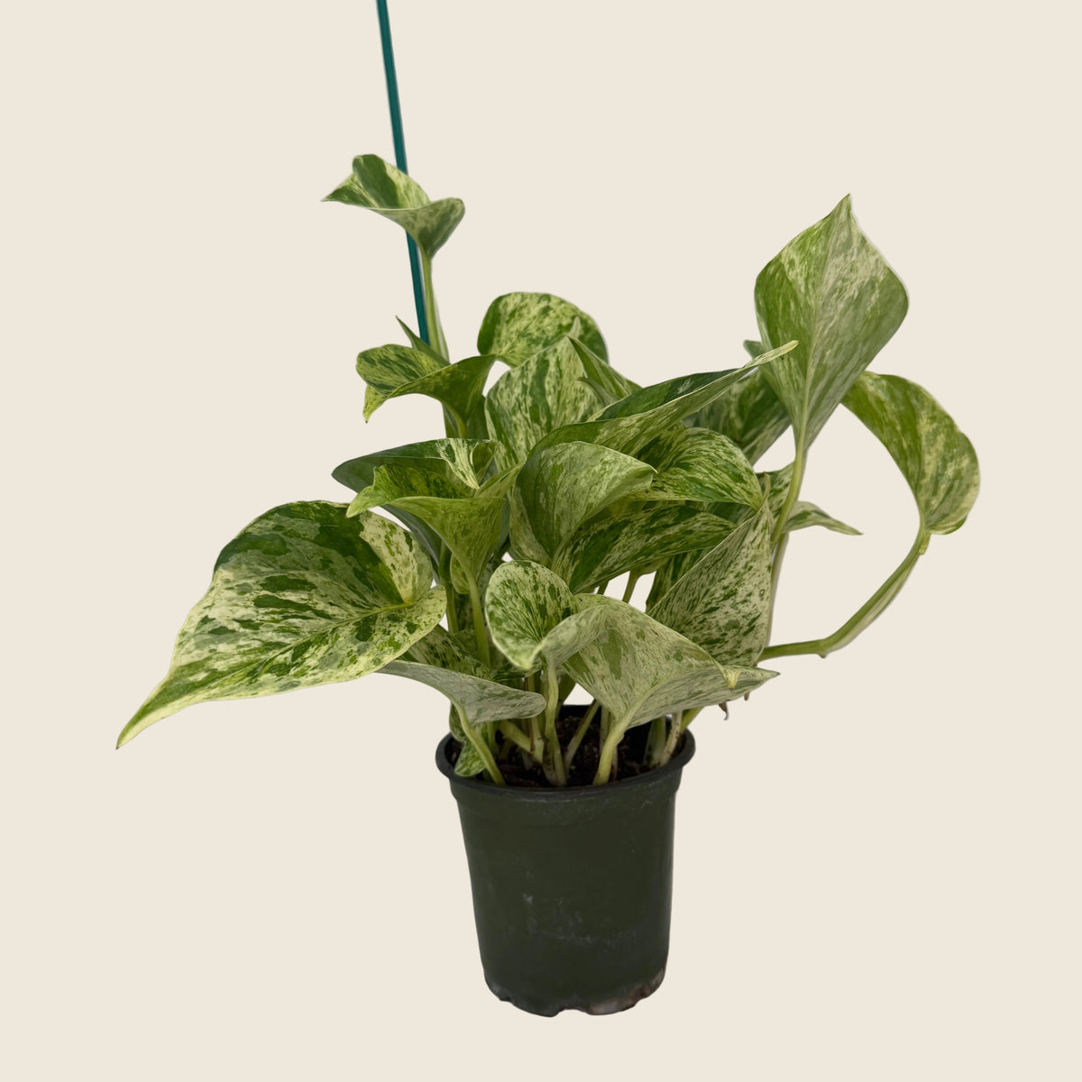 Marble Queen Pothos – 4"