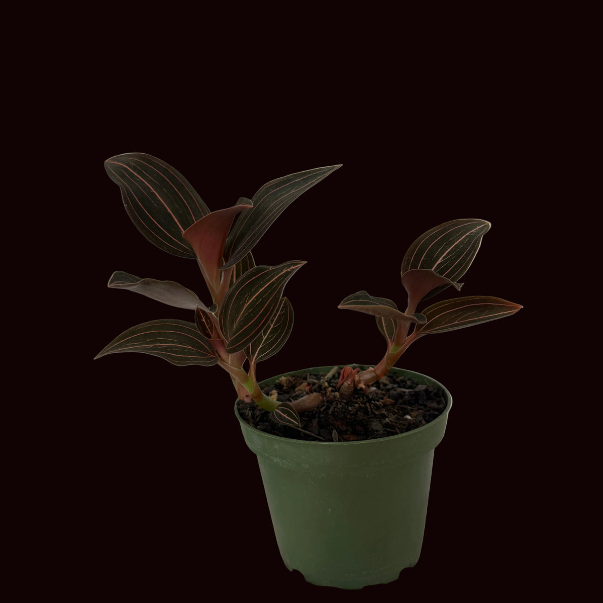 Jewel Orchid – 4"
