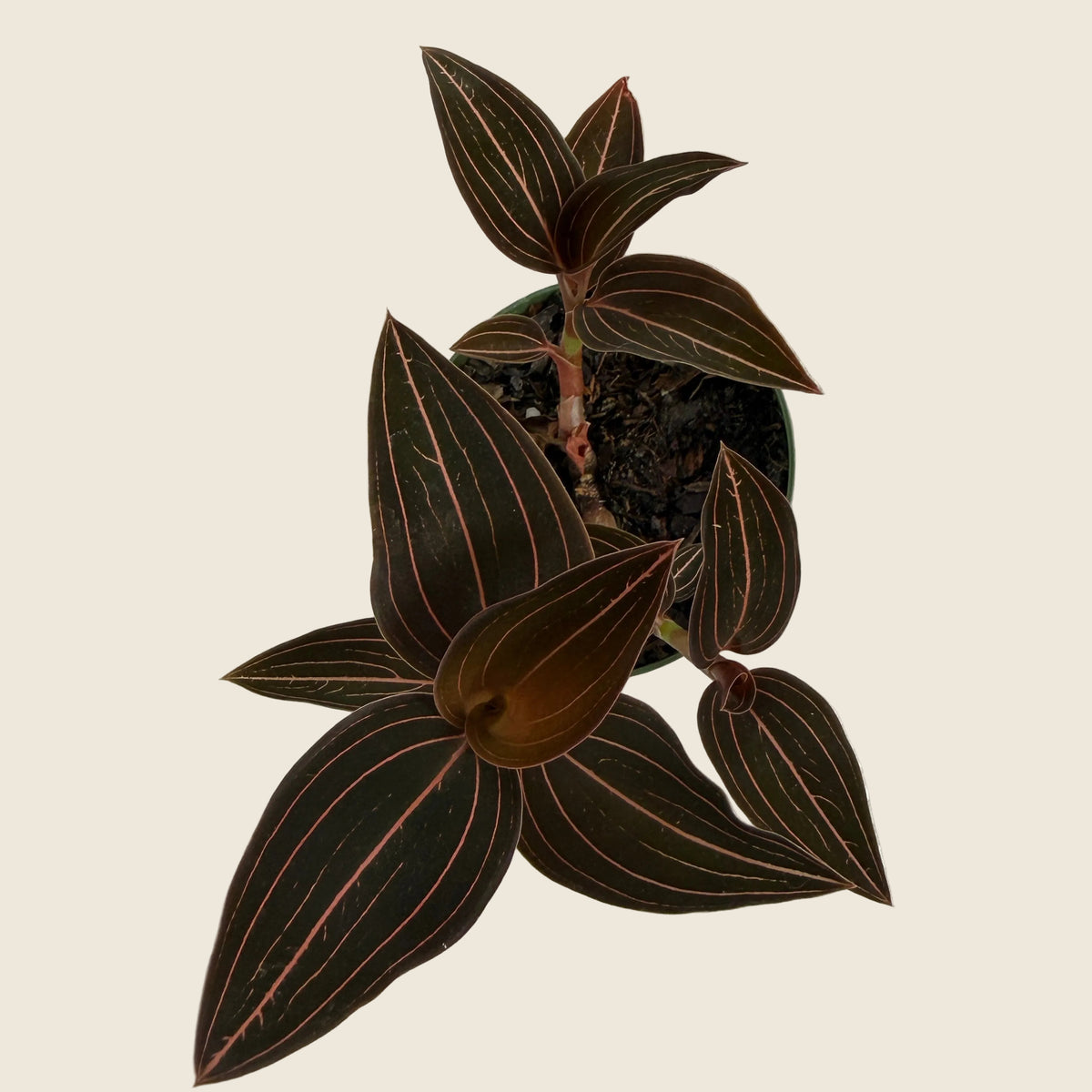 Jewel Orchid – 4"