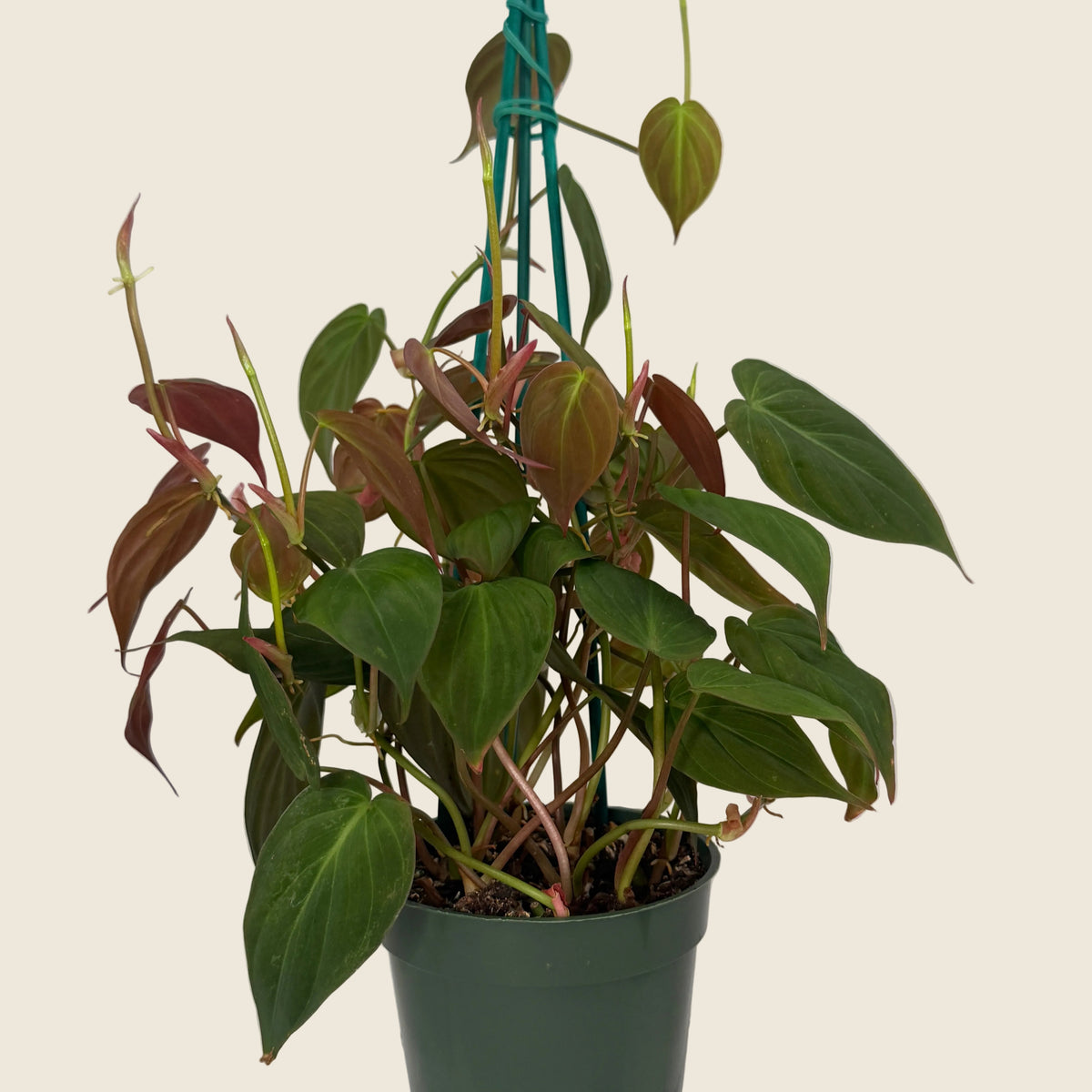 Philodendron ‘Micans’