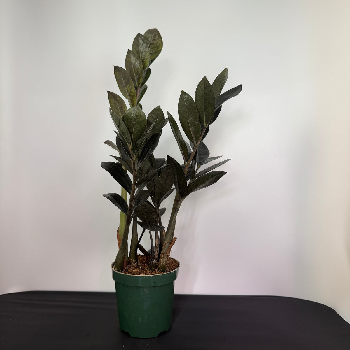 ZZ Plant ‘Raven’ – 4-inch