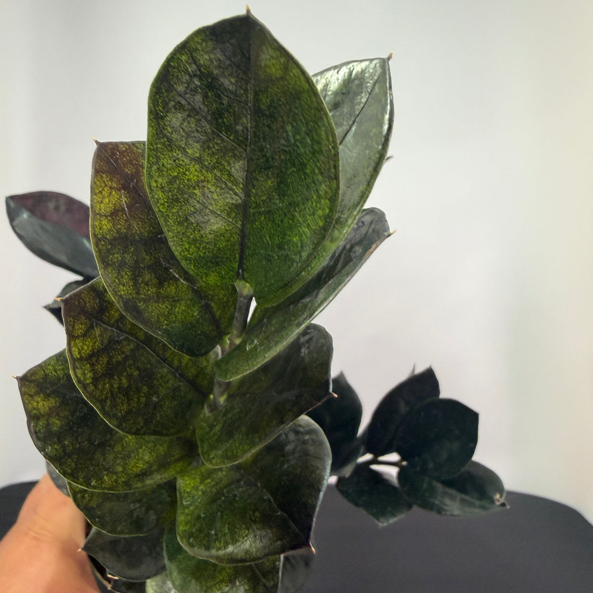 ZZ Plant ‘Raven’ – 4-inch