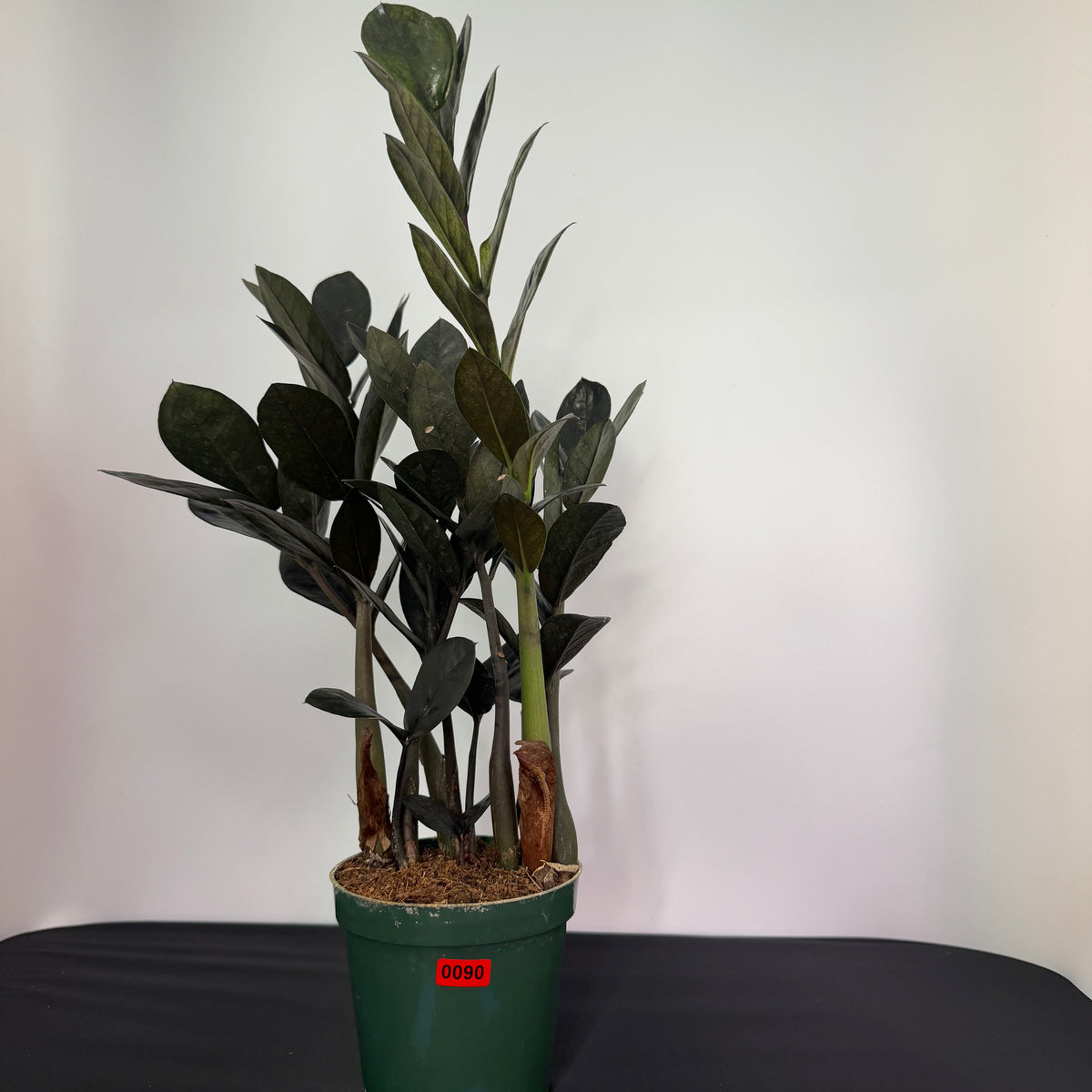 ZZ Plant ‘Raven’ – 4-inch